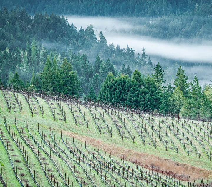 XgenTech | Shopify Experts | Single Thread Farm